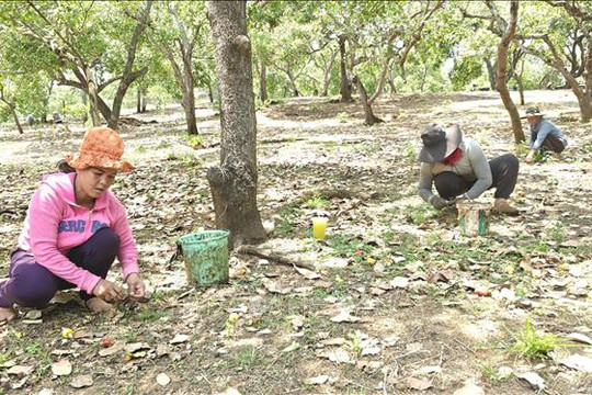 Giá điều tăng lên 37.000 đồng mỗi kg nhưng nông dân lo lắng vì mất mùa
