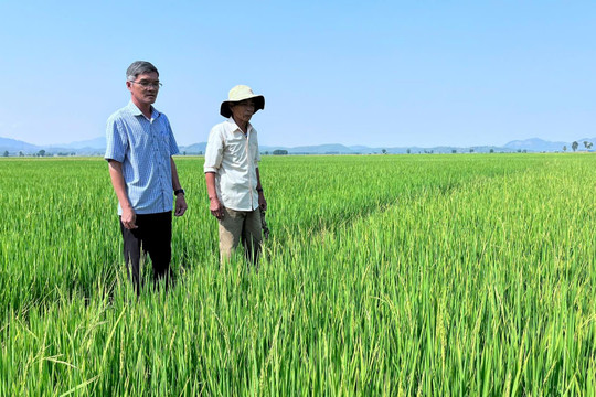 Lúa đông xuân được mùa nhưng nông dân Lâm Đồng kém vui vì rớt giá