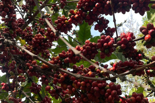 Giá cà phê hôm nay 2/4/2026: Robusta bứt phá, giá nội địa tái lập mốc 90.000 đồng/kg