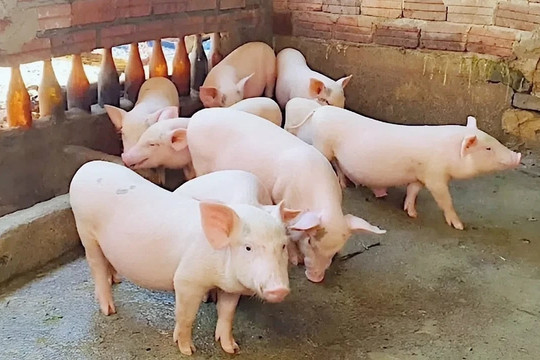 Giá heo hơi hôm nay 1/4: Miền Bắc đảo chiều tăng nhẹ, giá cao nhất 68.000 đồng/kg