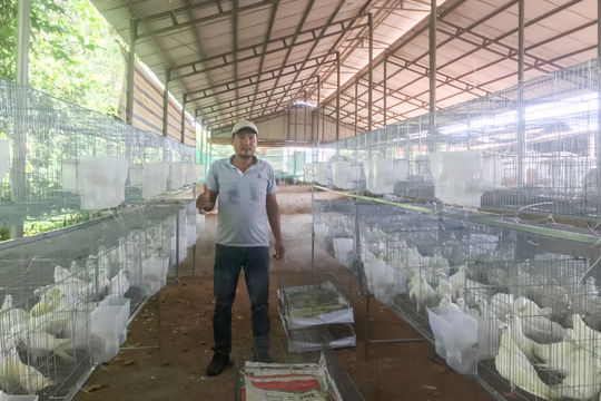 Chăn nuôi tuần hoàn trên đất cát