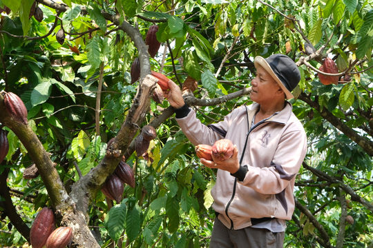 Những cá nhân tiên phong của bon làng