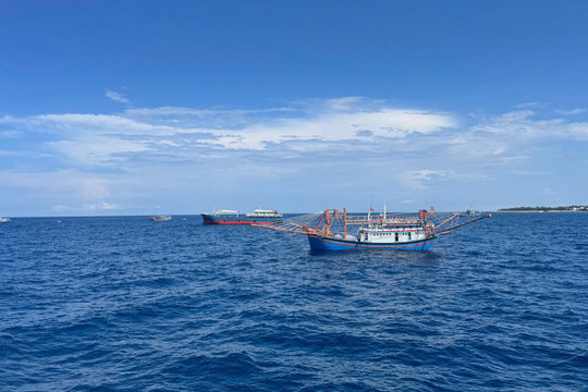 Whale pod spotted in Phu Quy, signaling healthy seas