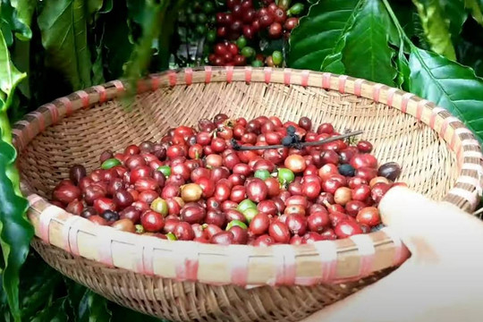 Giá cà phê hôm nay 8/4/2026: Giá thế giới giảm sâu trước áp lực thặng dư nguồn cung