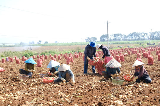 Khoai tây liên kết vào vụ, nông dân Đơn Dương phấn khởi