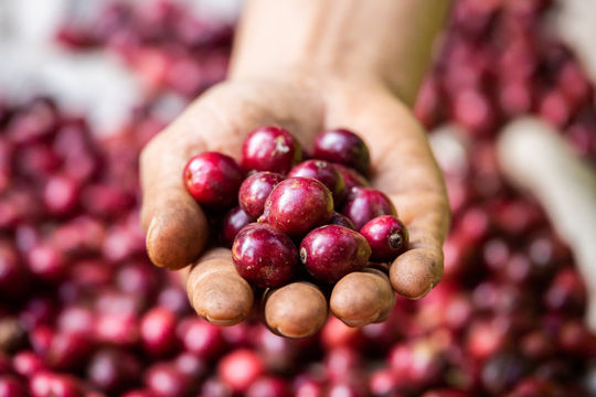 Giá cà phê hôm nay 9/4/2026: Sắc xanh trở lại trên cả hai mặt trận