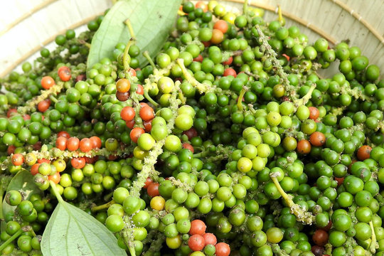 Giá tiêu hôm nay 9/4/2026: Giá nội địa điều chỉnh giảm, thế giới diễn biến trái chiều