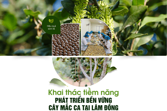 Khai thác tiềm năng, phát triển bền vững cây mắc ca tại Lâm Đồng