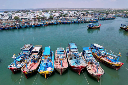 Mùa “xây nhà” cho cá dưới đại dương