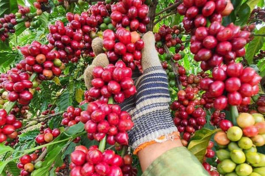Giá cà phê hôm nay 10/4/2026: Giá nội địa lội ngược dòng, thế giới chịu áp lực nguồn cung