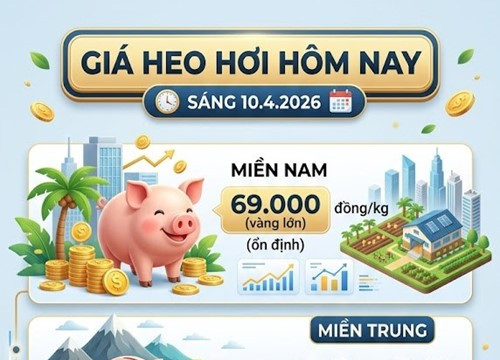 Giá heo hơi hôm nay 10/4: Miền Nam giữ đỉnh 69.000 đồng/kg, thị trường đi ngang