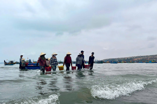 Mui Ne Fishermen Benefit from a Bumper Anchovy Catch