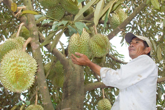 Nông dân xã Đạ Huoai 3 chủ động chăm sầu riêng trong mùa nắng