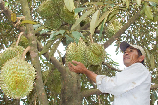 Farmers in Da Huoai 3 Commune Care for Durian Orchards During the Dry Season