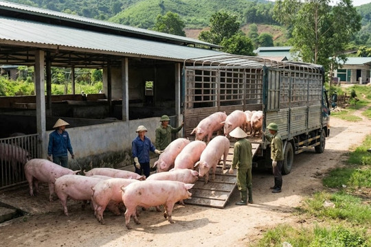 Giá heo hơi hôm nay 13/4: Miền Nam neo ở mức 69.000 đồng/kg, thị trường đi ngang