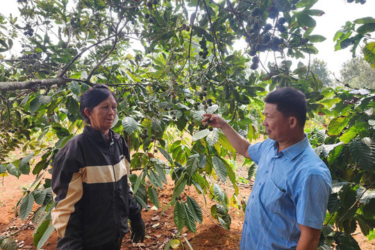 Gieo mắc ca, gặt ấm no nơi bon làng biên giới Quảng Trực