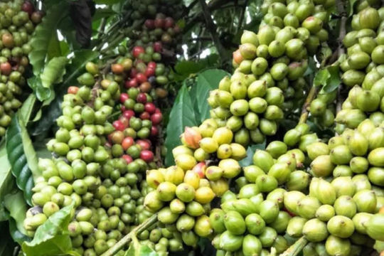 Giá cà phê hôm nay 14/4: Robusta lên mức 3.351 USD/tấn, trong nước chạm mốc 86.000 đồng