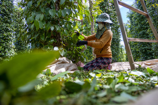 Giá tiêu hôm nay 14/4/2026: Giá nội địa khởi sắc, xuất khẩu quý I tăng trưởng đột phá
