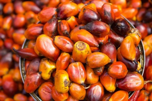 Tồn kho dầu cọ Malaysia dự kiến giảm 19,2%, xuống mức thấp nhất trong 8 tháng