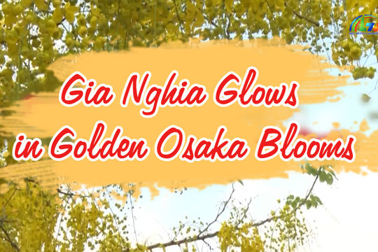 Gia Nghia Glows with Golden Osaka Blooms
