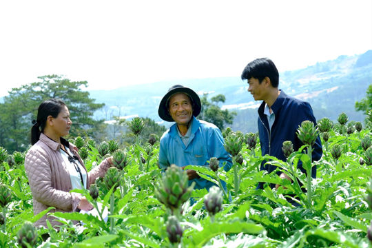 Nông dân Lạc Dương tham gia liên kết phát triển nông nghiệp