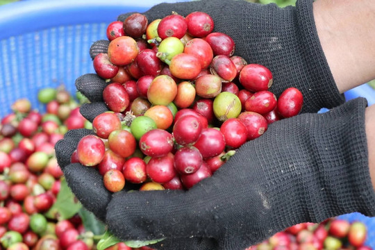 Giá cà phê hôm nay 16/4/2026: Robusta đạt đỉnh cao nhất từ đầu tháng