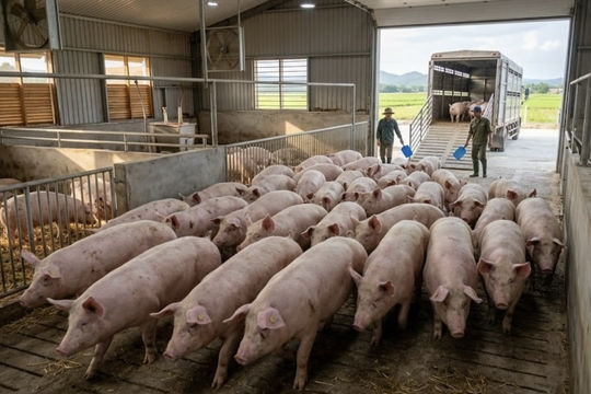 Giá heo hơi hôm nay 16/4/2026: Miền Nam tăng lên mức 69.000 đồng/kg