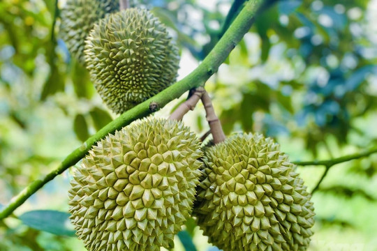 Giá sầu riêng hôm nay 17/4/2026: Thị trường đi ngang, cao nhất 90.000 đồng/kg