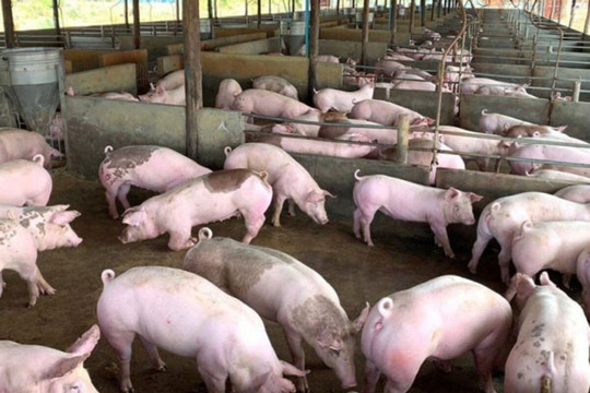 Giá heo hơi hôm nay 16/4/2026: Miền Nam tăng lên mức 69.000 đồng/kg