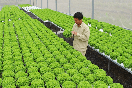 TOÀN VĂN: Dự thảo Nghị định về phát triển liên kết chuỗi giá trị nông nghiệp bền vững