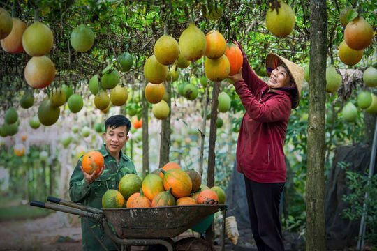 VietGAP Support Policy – Standardizing the Quality of Lam Dong’s Agricultural Products