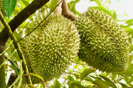 Giá sầu riêng hôm nay 17/4/2026: Thị trường đi ngang, sầu Thái đạt 90.000 đồng/kg