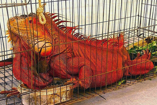 Người dân Lâm Đồng tự nguyện giao nộp rồng Nam Mỹ cho cơ quan chức năng