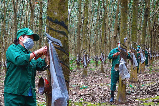 Mở rộng cơ hội việc làm ở Hoài Ðức
