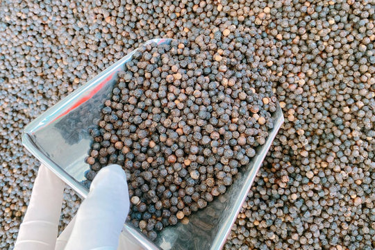 Giá tiêu hôm nay 22/4/2026: Tăng mạnh đến 1.500 đ/kg
