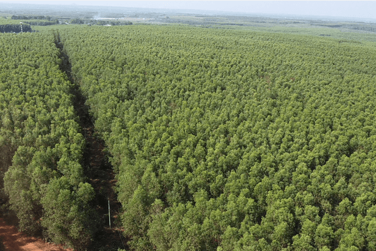 Planted Forests Bring New Prosperity to Sandy Lands in Son My