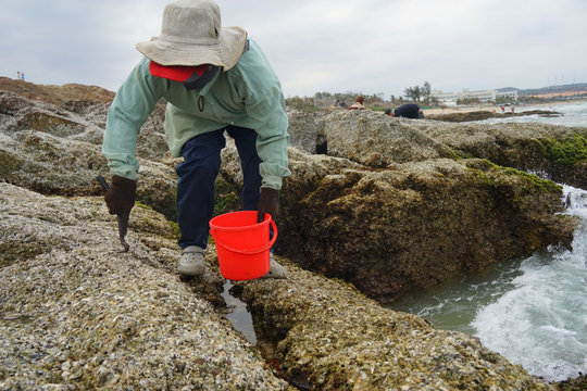 Mui Ne locals harvest Pacific oysters at low tide