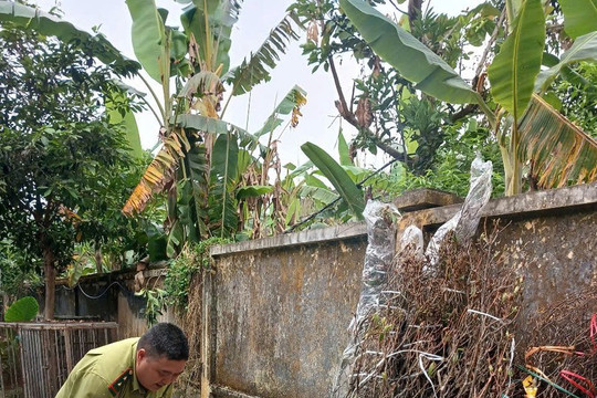 Xử phạt các đối tượng vận chuyển và mua bán trái phép hoa Đỗ Quyên rừng tại tỉnh Lai Châu