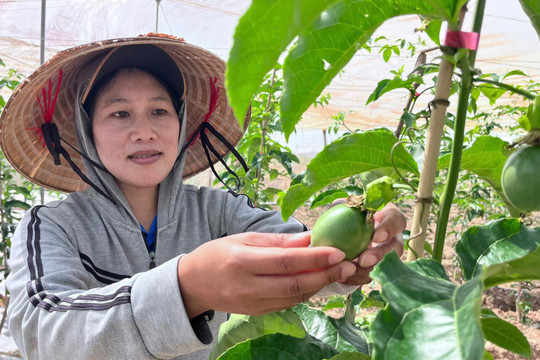 Nguồn vốn Nghị quyết số 71 "hồi sinh" những cánh đồng sau lũ