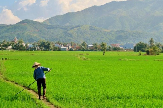 Điều kiện chặt chẽ khi chuyển mục đích sử dụng đất trồng lúa từ năm 2025