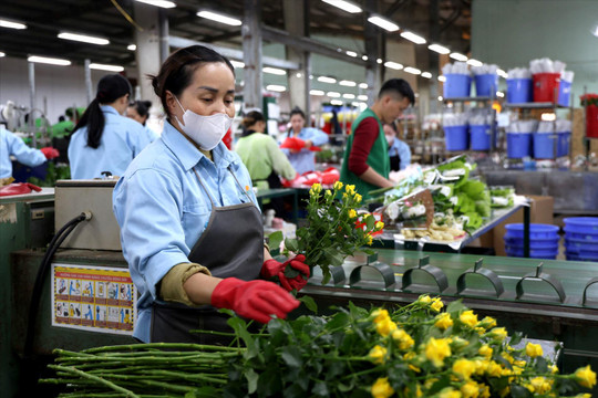 Lao động giữ nhịp tăng trưởng Lâm Đồng