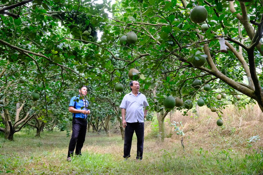 Nông dân Lâm Đồng vượt “bão giá” giữ nhịp sản xuất