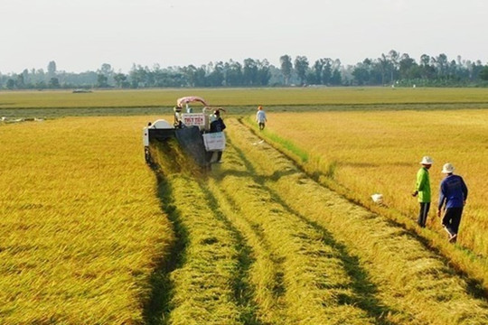 Quy định cần biết khi chuyển đất lúa sang trồng cây lâu năm