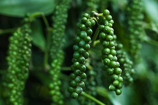 Giá tiêu hôm nay 28/4/2026: Thị trường đi ngang, xuất khẩu sang Mỹ tăng vọt 61%