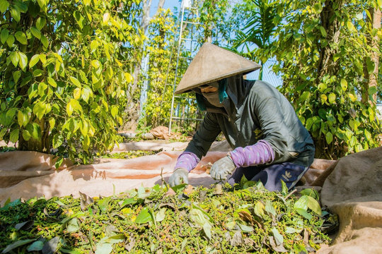Giá tiêu hôm nay 29/4/2026: Giá nội địa đi ngang, xuất khẩu sang Đức tăng trưởng mạnh