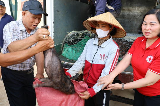 Hiệu quả của mô hình Nuôi heo đen sinh sản