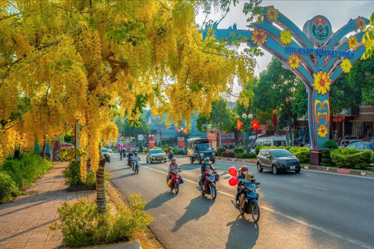 Hoa osaka nhuộm vàng phố thị Tây Lâm Đồng