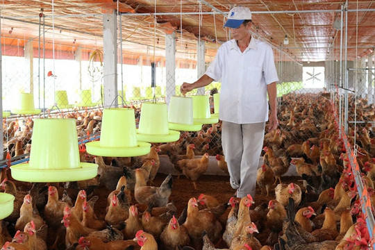 Chính sách thuế với hộ kinh doanh chăn nuôi gia công