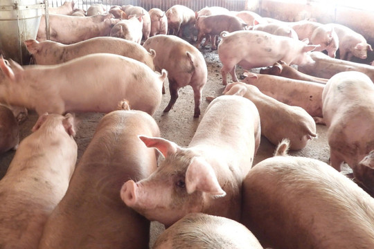 Giá heo hơi hôm nay 4/5: Đồng Nai tăng lên mức 70.000 đồng/kg