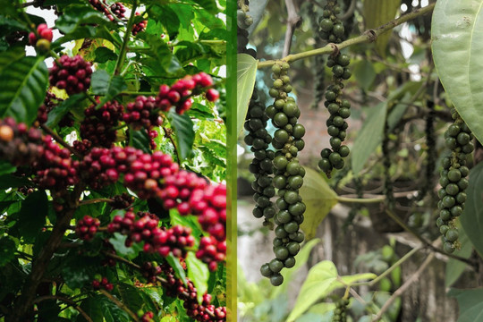 Giá tiêu hôm nay 4/5/2026: Thị trường đi ngang, dao động 140.500 – 144.000 đồng/kg